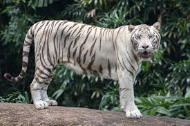 It is a tiger, white skin with black stripes, standing on a tree trunk and roaring